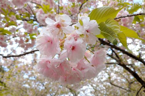 種櫻花|認識10大常見日本櫻花品種：特徵/由來/開花時期